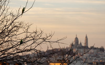 Vue sur le sacré coeur depuis les hauteurs du parc des Buttes Chaumont