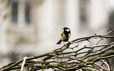 Une mésange charbonnière s'est posée sur la branche d'un arbre fraichement planté dans la foret urbaine du parvis de l'Hôtel de Ville. 