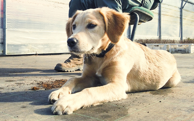 labrador allongé