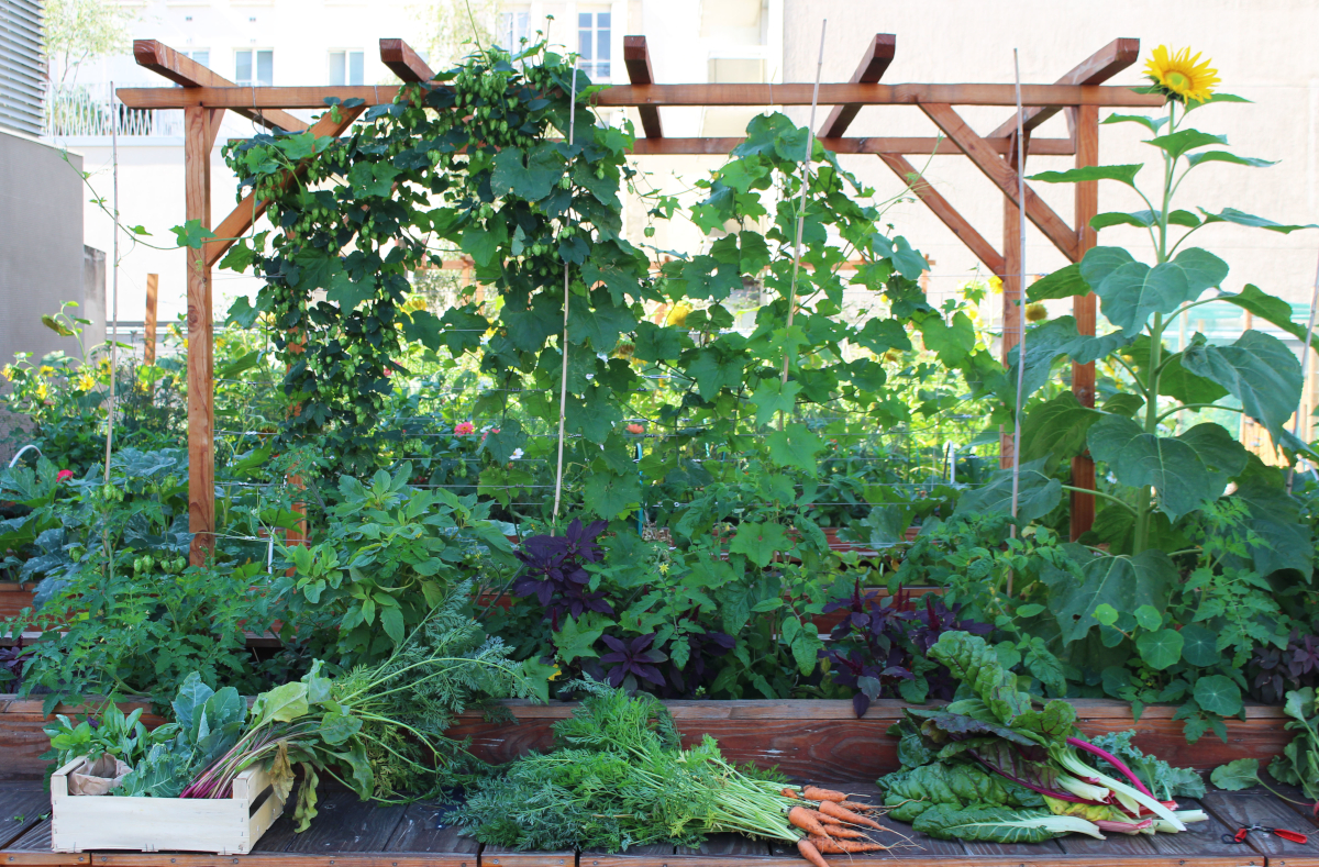 récolte de légumes 