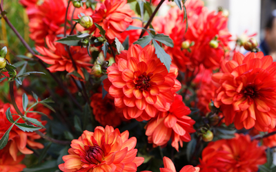 dahlias olympiques