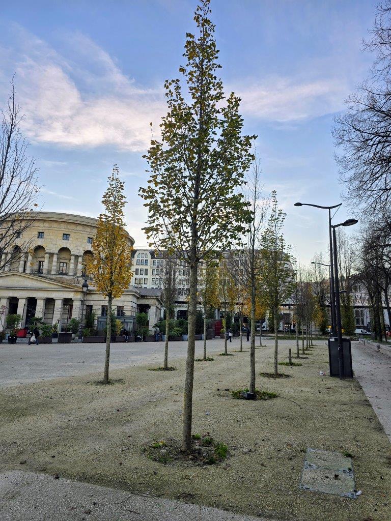 Nouveaux arbres sur la place Stalingrad