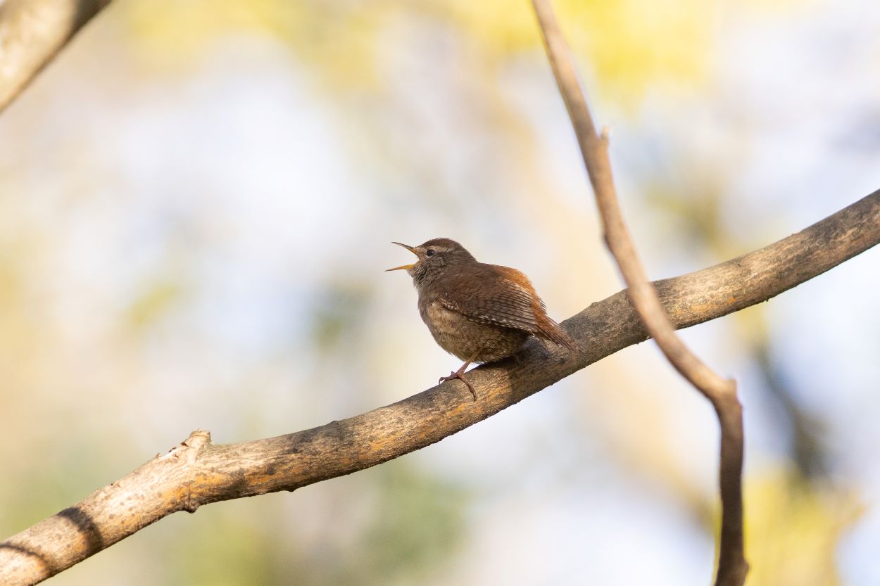 Un troglodyte mignon chante sur une branche dans le parc de Bercy.
