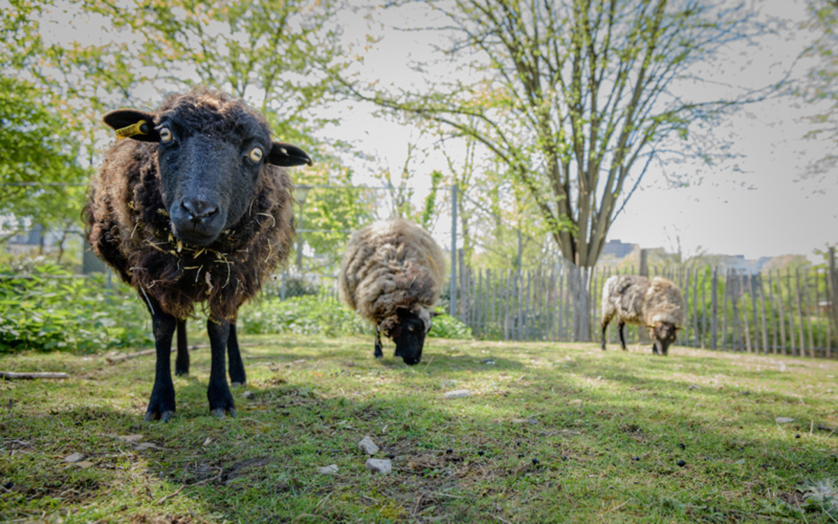 Ferme pédagogique Binet