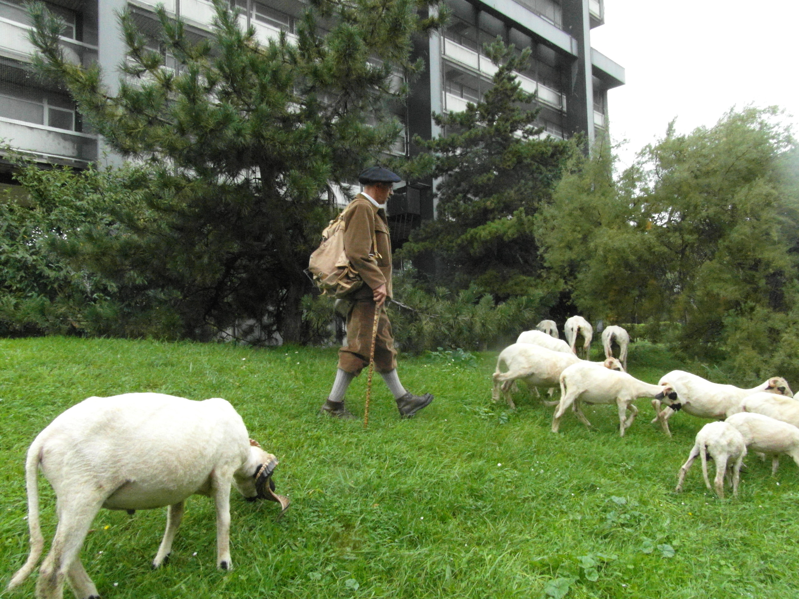 Des moutons dans un jardin