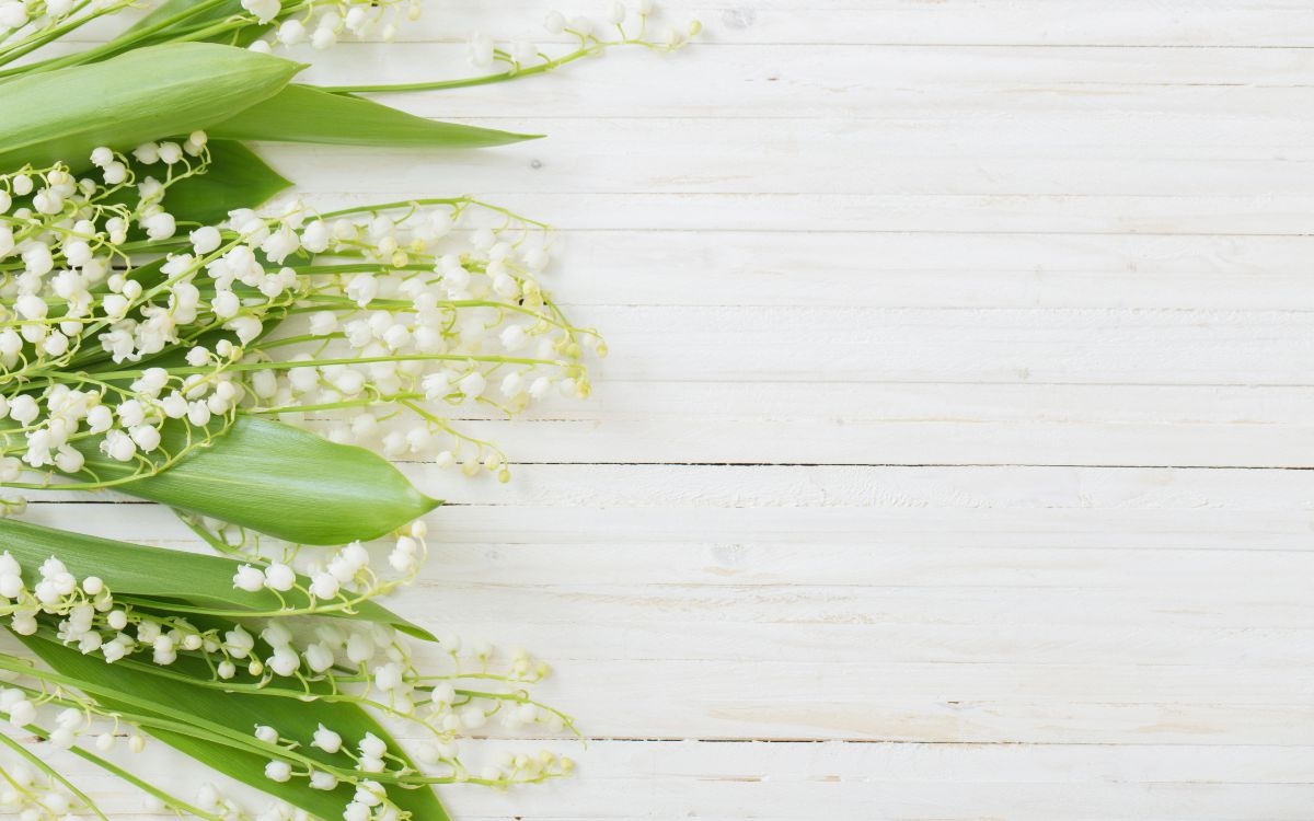 muguet