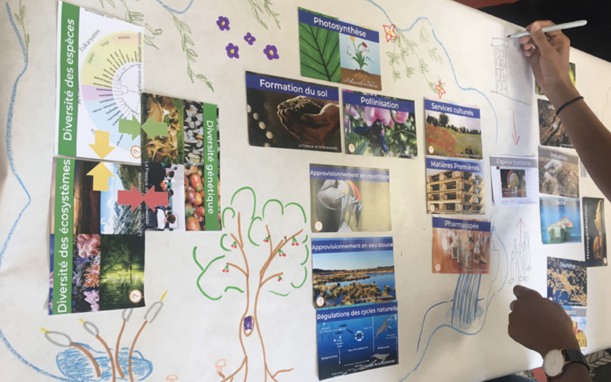 un participant à un atelier de fresque de la biodiversité