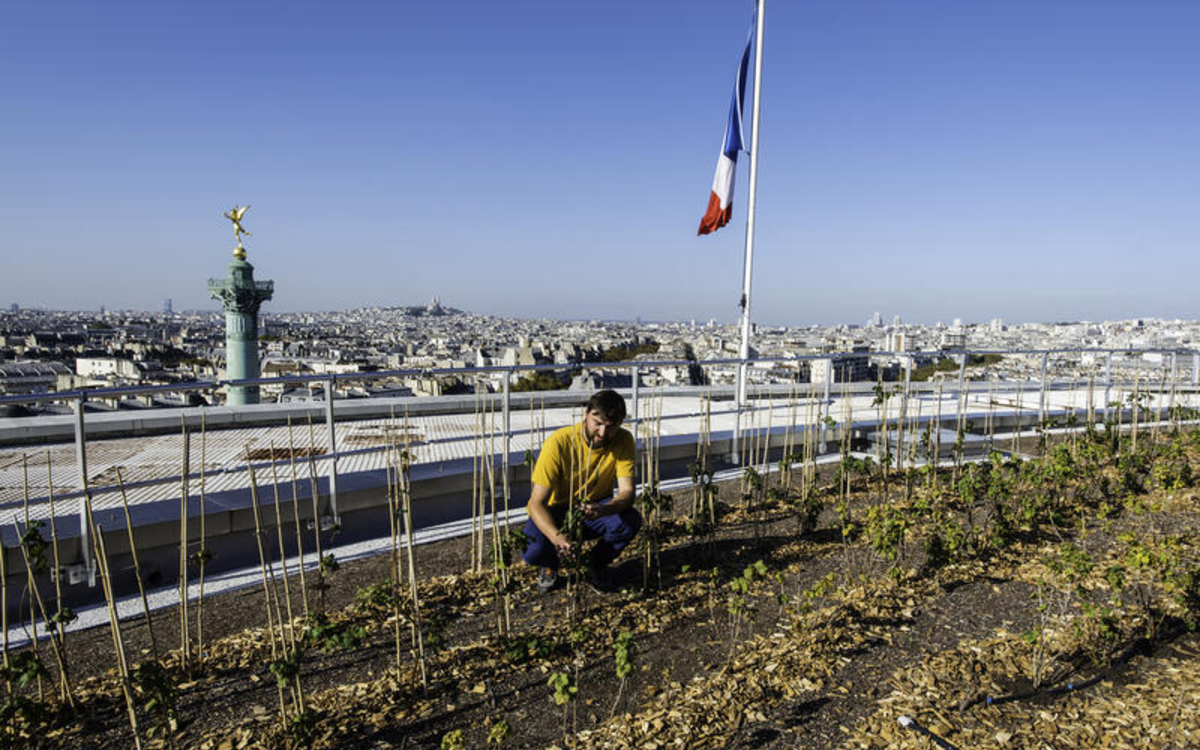 un agriculteur urbain sur le toit de l'opéra Bastille