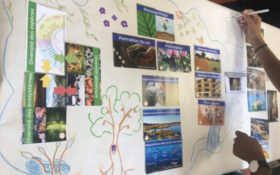 un participant à un atelier de fresque de la biodiversité 
