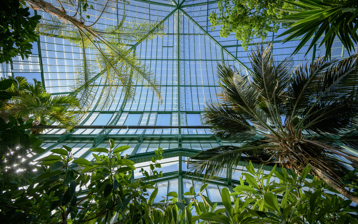 Photo de végétation dans une des serres d'Auteuil
