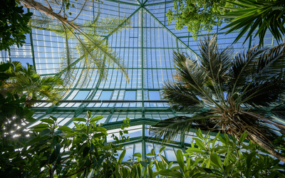 Photo de végétation dans une des serres d'Auteuil