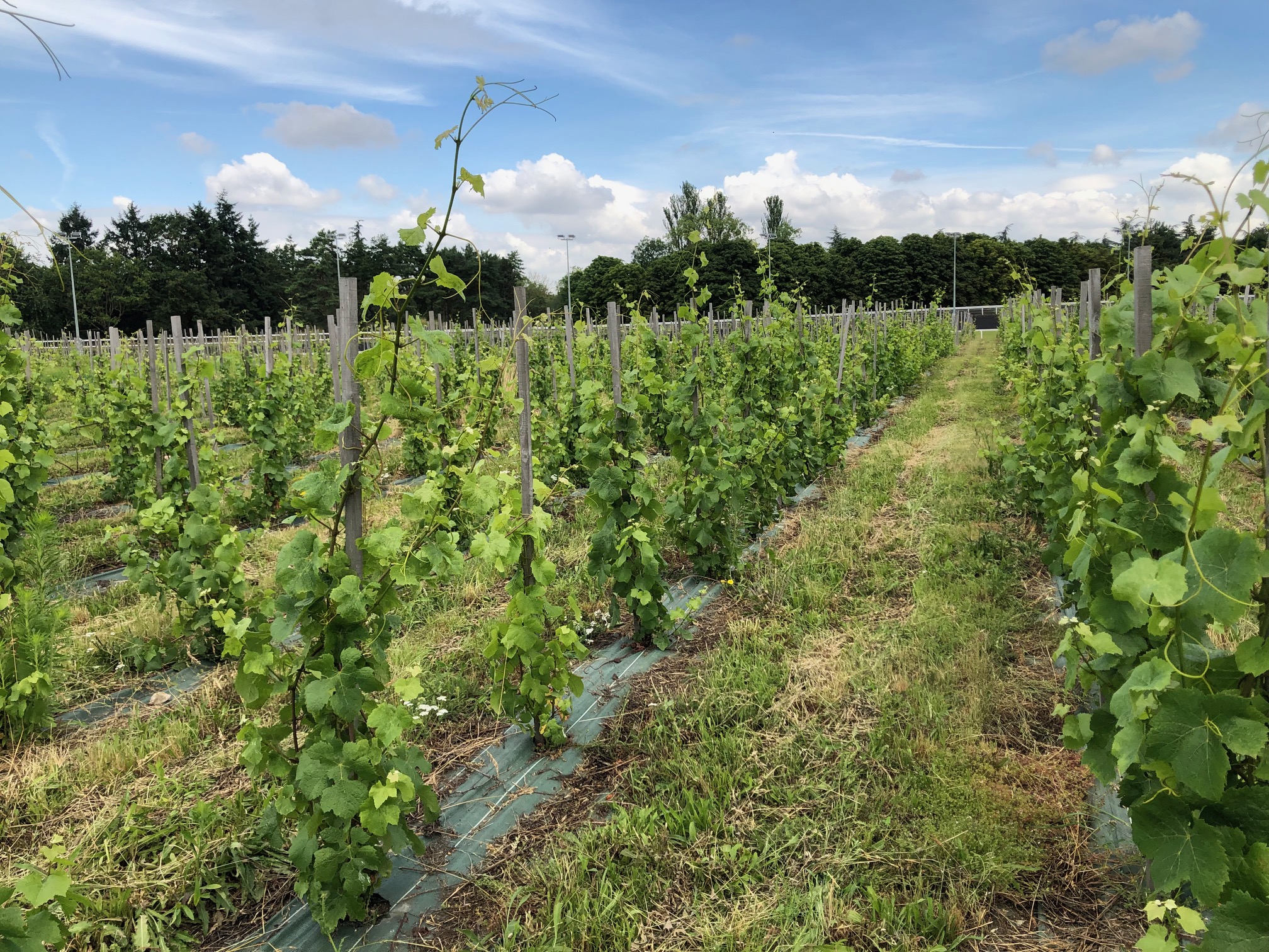 Les vignes du Domaine viticole de Paris Gravelle, dans le bois de Vincennes, près de l'hippodrome