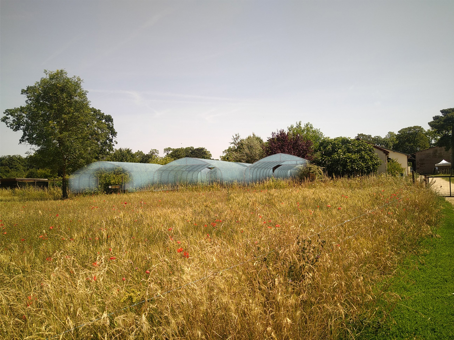 une photo d'un champ de la ferme de Paris en premier plan et des serres en second plan