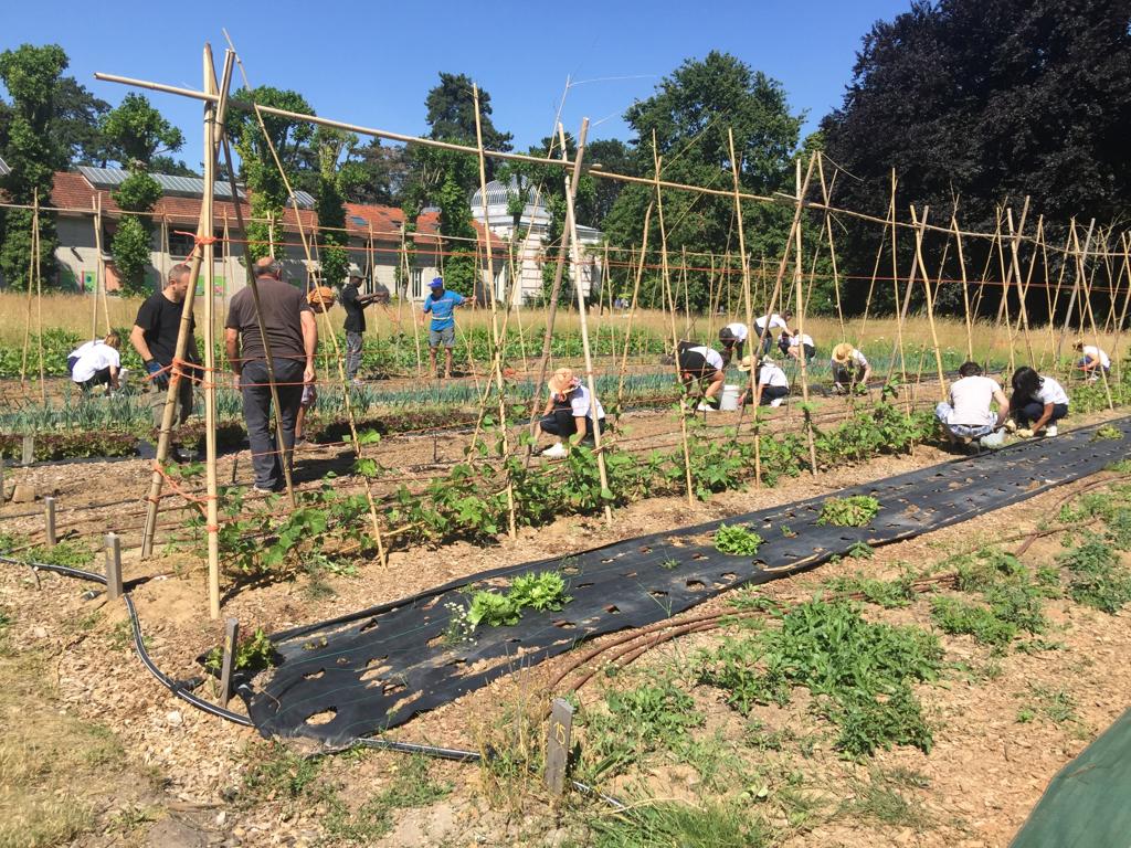 Le potager du projet V’île Fertile bichonné par ses parisculteurs
