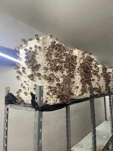 Des champignons poussent sur les étagère de la champignonnière du souterrain du parc Floral