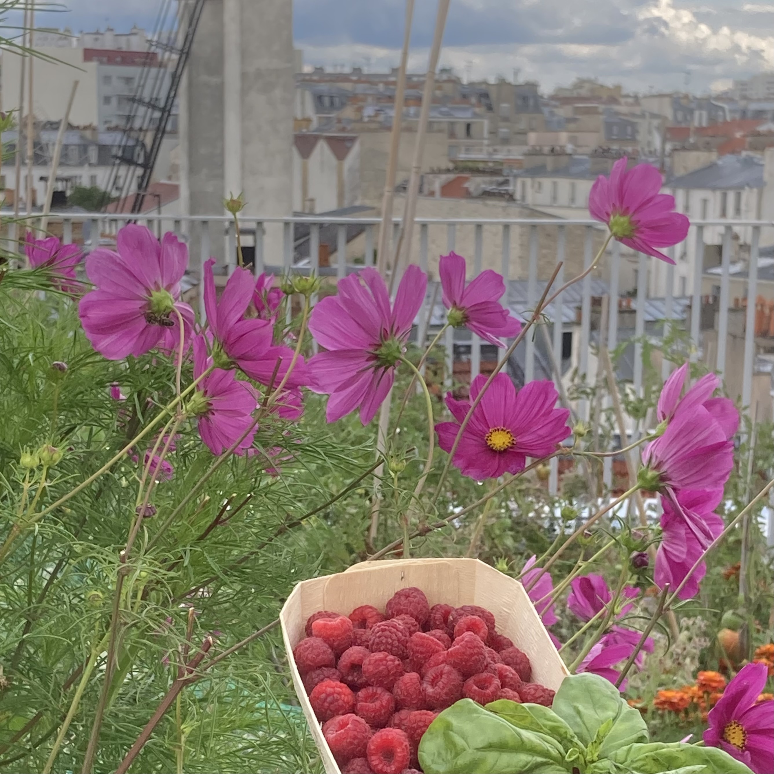 Récolte de framboises de ferme de quartier
