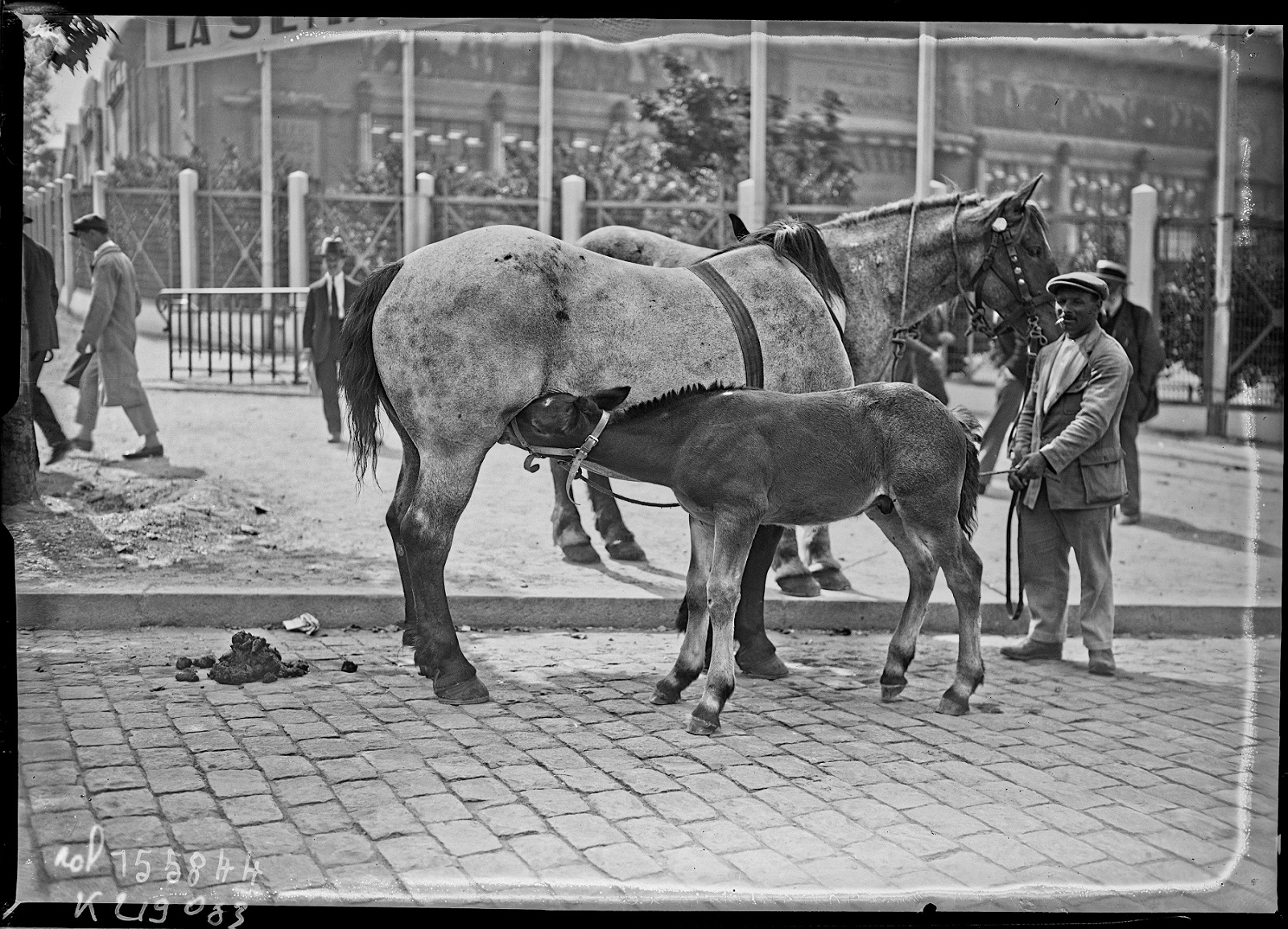 Un cheval à Paris - photo noir et blanc