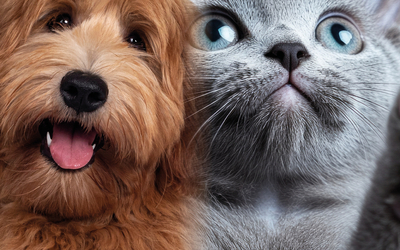 chien et chat