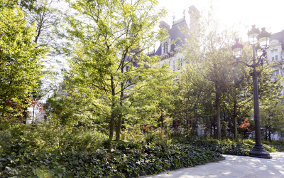 Foret urbaine sur le parvis devant l'Hôtel de Ville. 