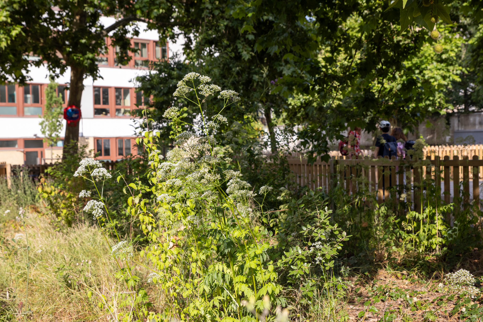 Les espaces verts des cours oasis