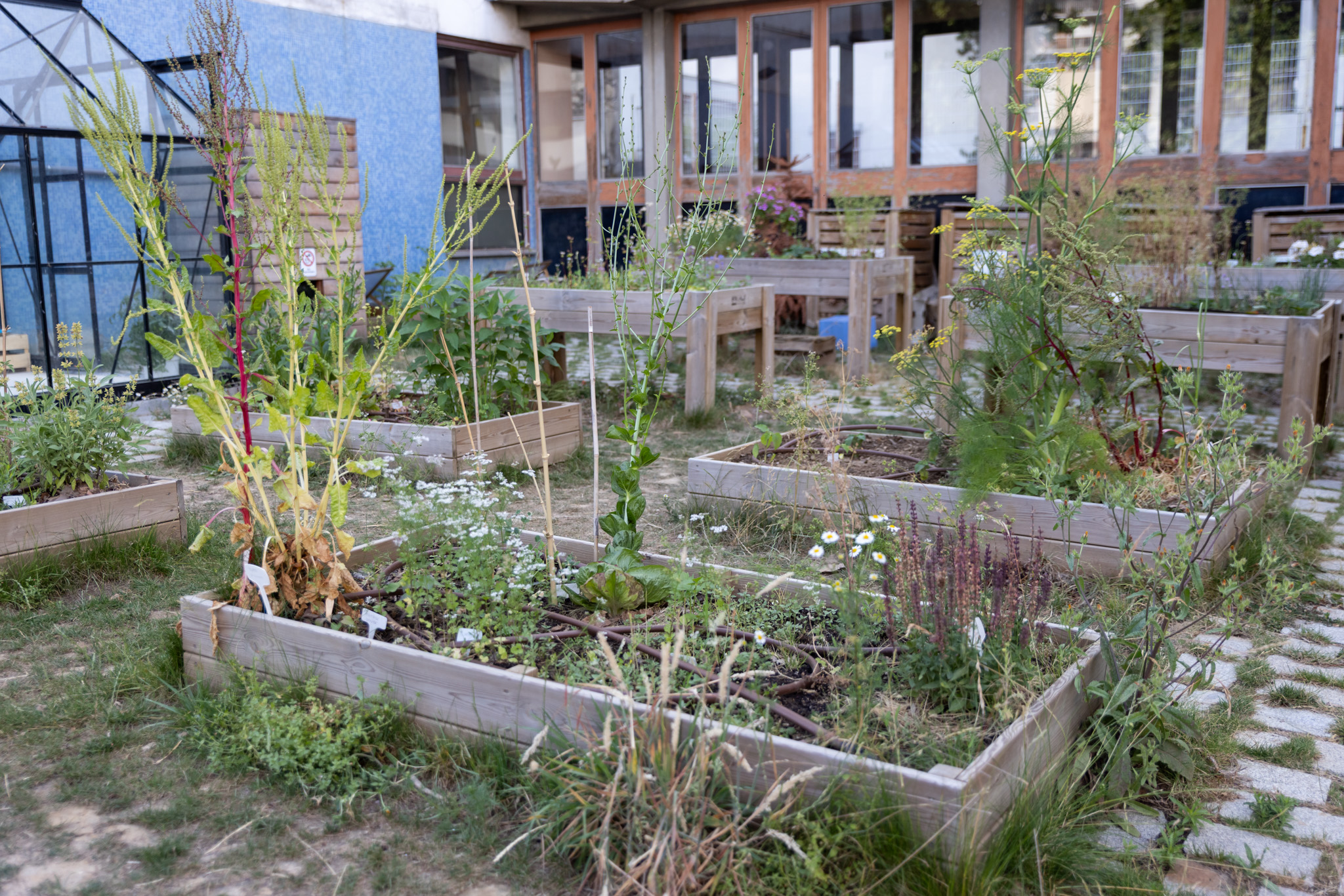 un potager dans une cours oasis
