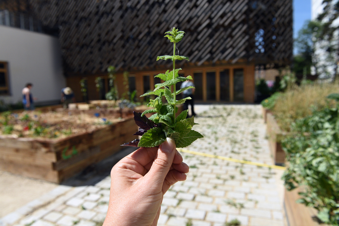 Une personne tient dans sa main un bouquet de menthe et basilic rouge durant l'atelier jardinerie à la Maison des réfugiés.