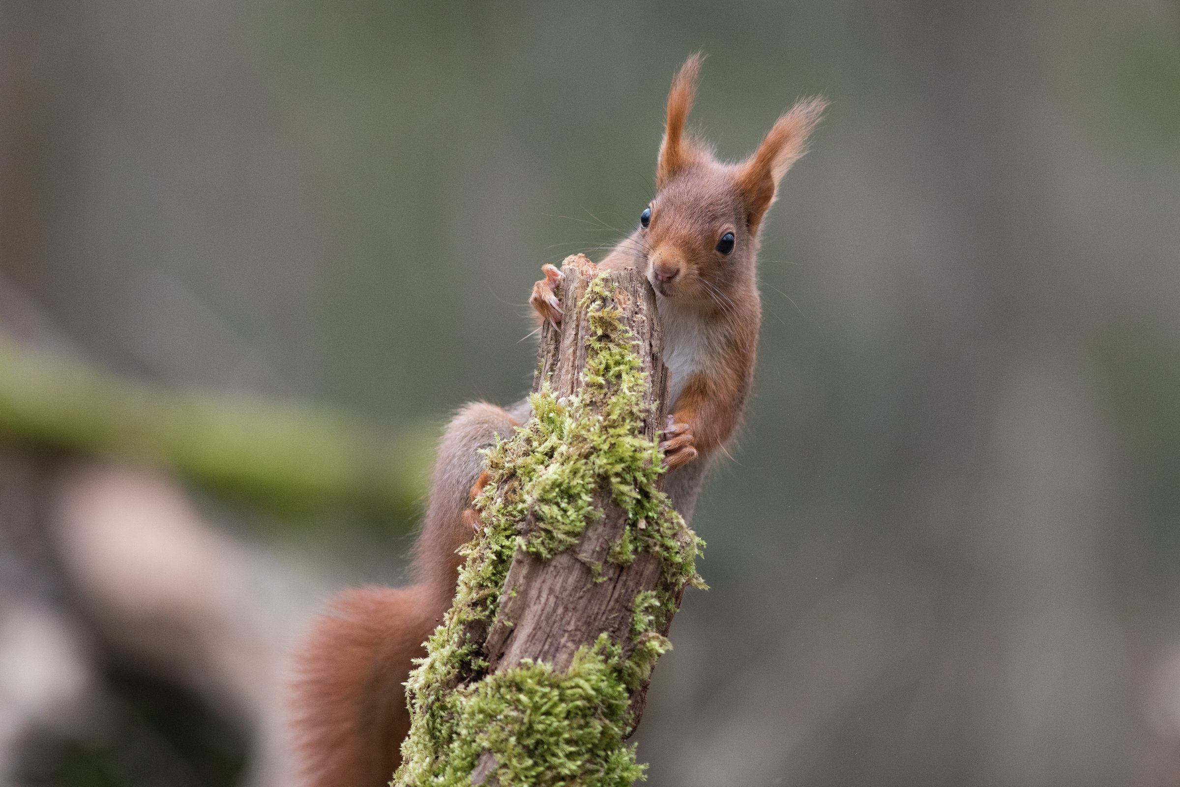 Un écureuil dans le bois de Vincennes