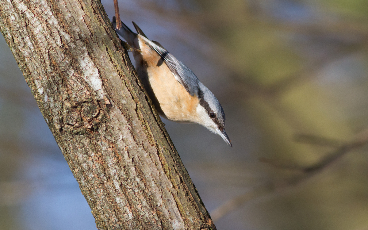 Une Sittelle torchepot dans le bois de Vincennes