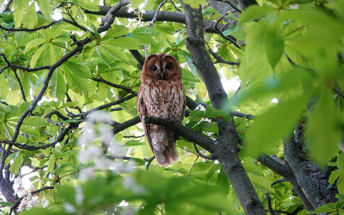 Une chouette hulotte dans un arbre.