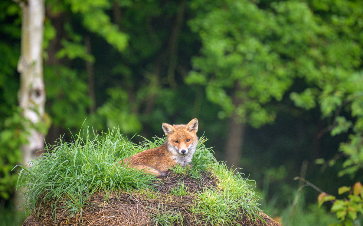 Un renard roux dans un bois