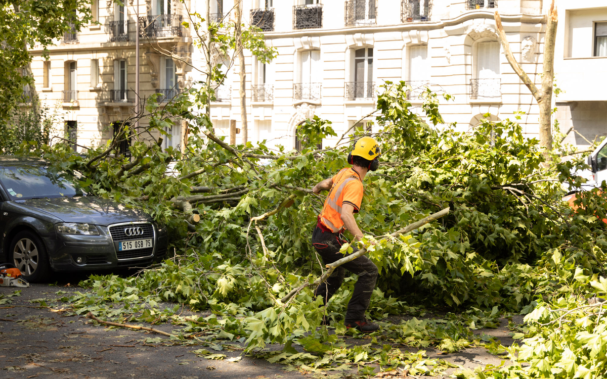 Les équipes de bûcherons et d'élagueurs de la Ville ont travaillé sans relâche