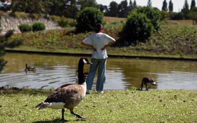 Une adolescente parmi les oies du parc floral. 