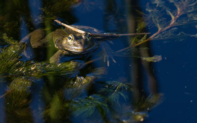 Une grenouille rieuse au jardin des plantes.