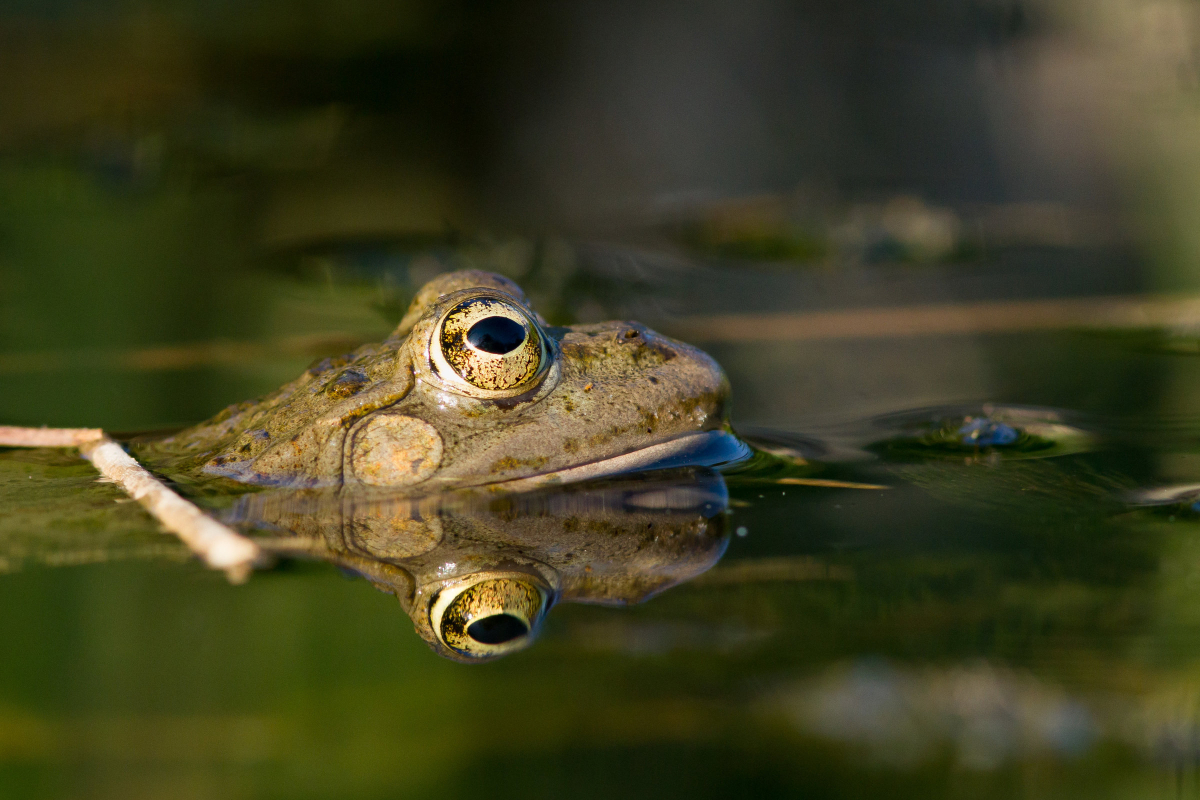 Une grenouille rieuse au jardin des plantes. 