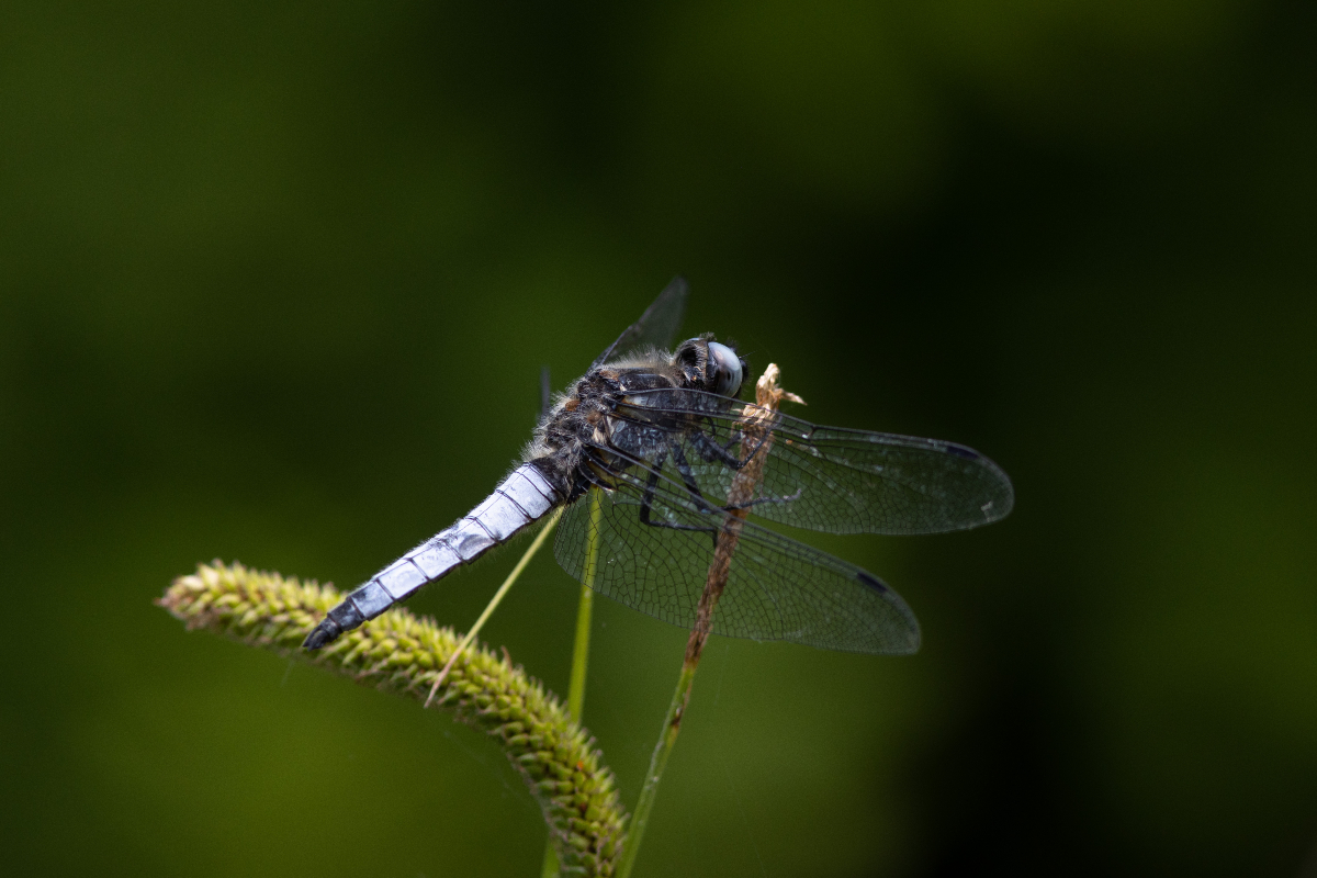 Une libellule orthétrum réticulé mâle dans le parc de Bagatelle. 