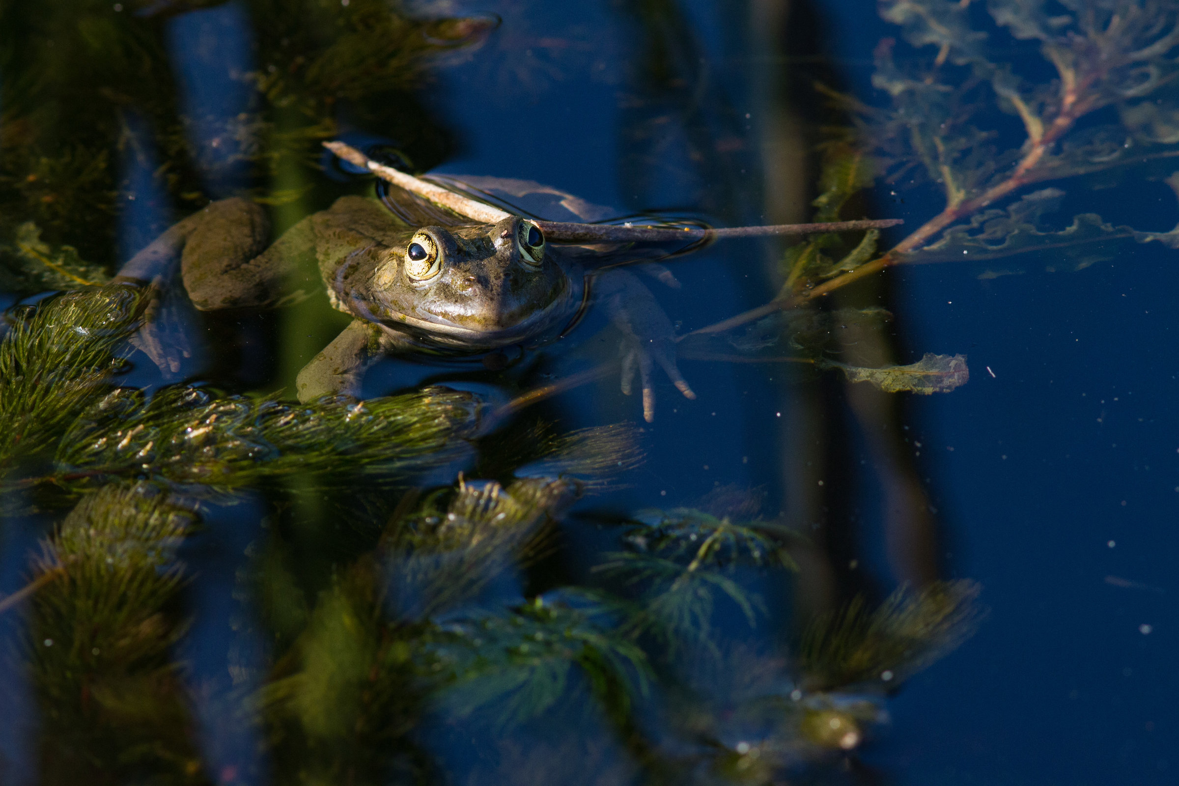 Une grenouille rieuse au jardin des plantes.