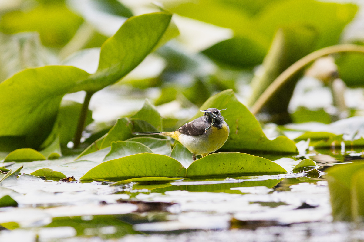 Bergeronnette des ruisseaux avec un insecte dans le bec.