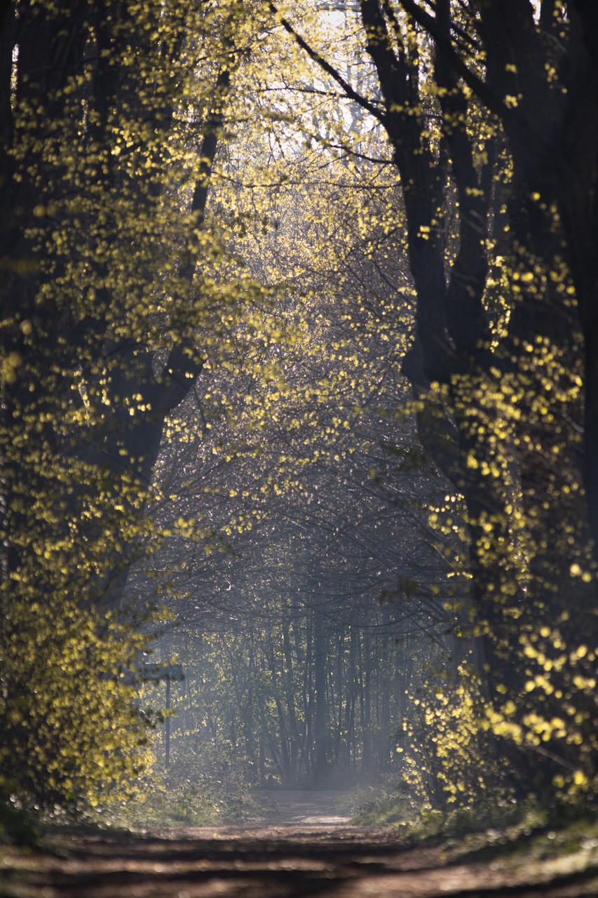 Les rayons du soleil traversent la futaie et éclairent un sentier de forêt