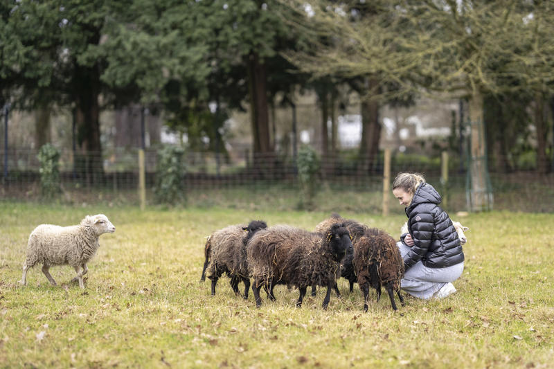 Une femme joue avec des moutons dans un pré