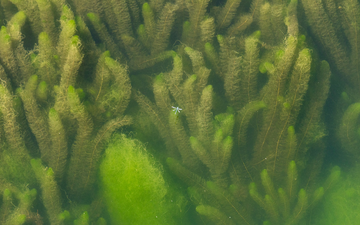 Une libellule dans les algues 