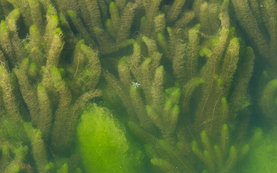 Une libellule dans les algues 