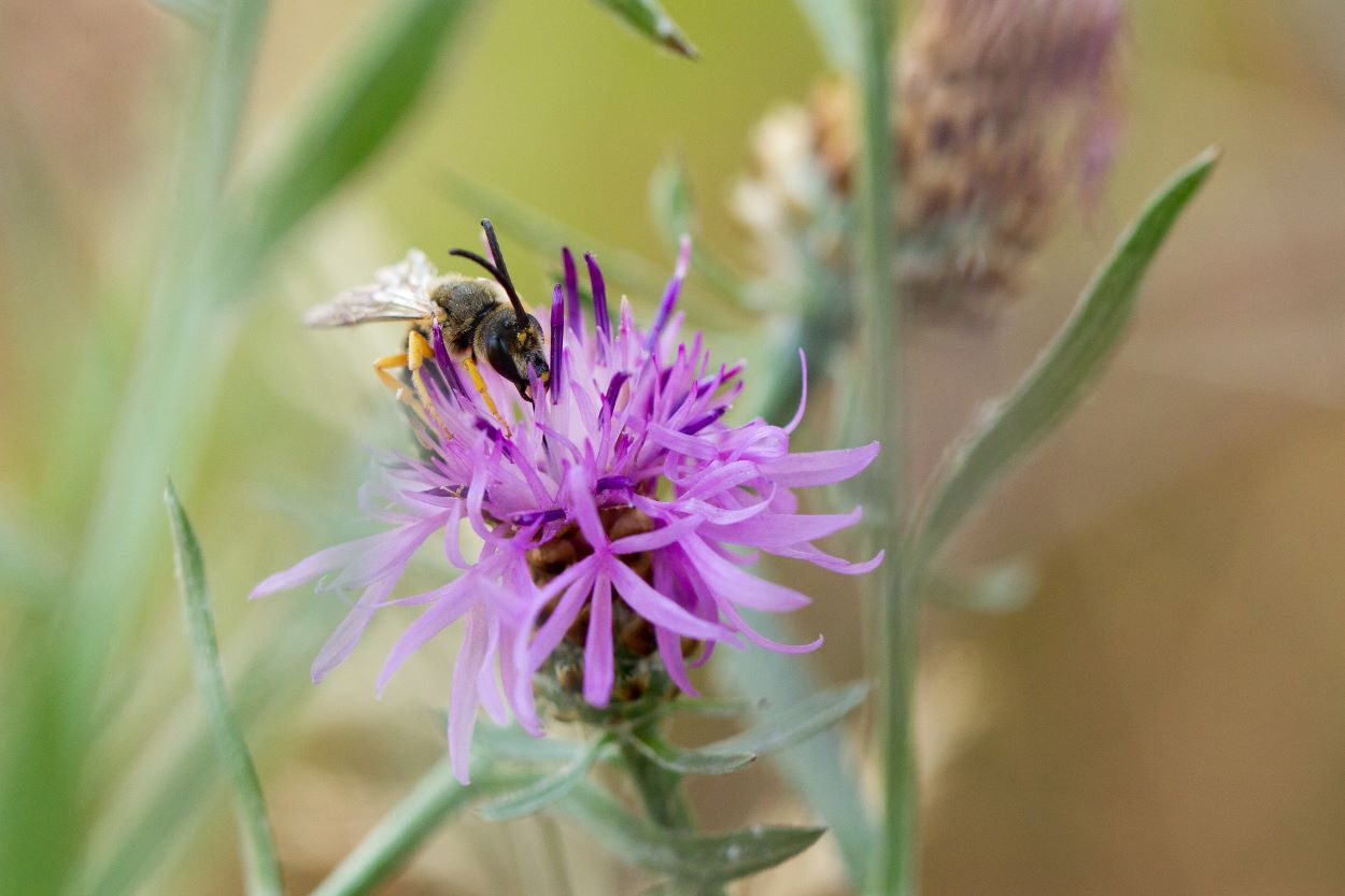 Une abeille sauvage butine une fleur.
