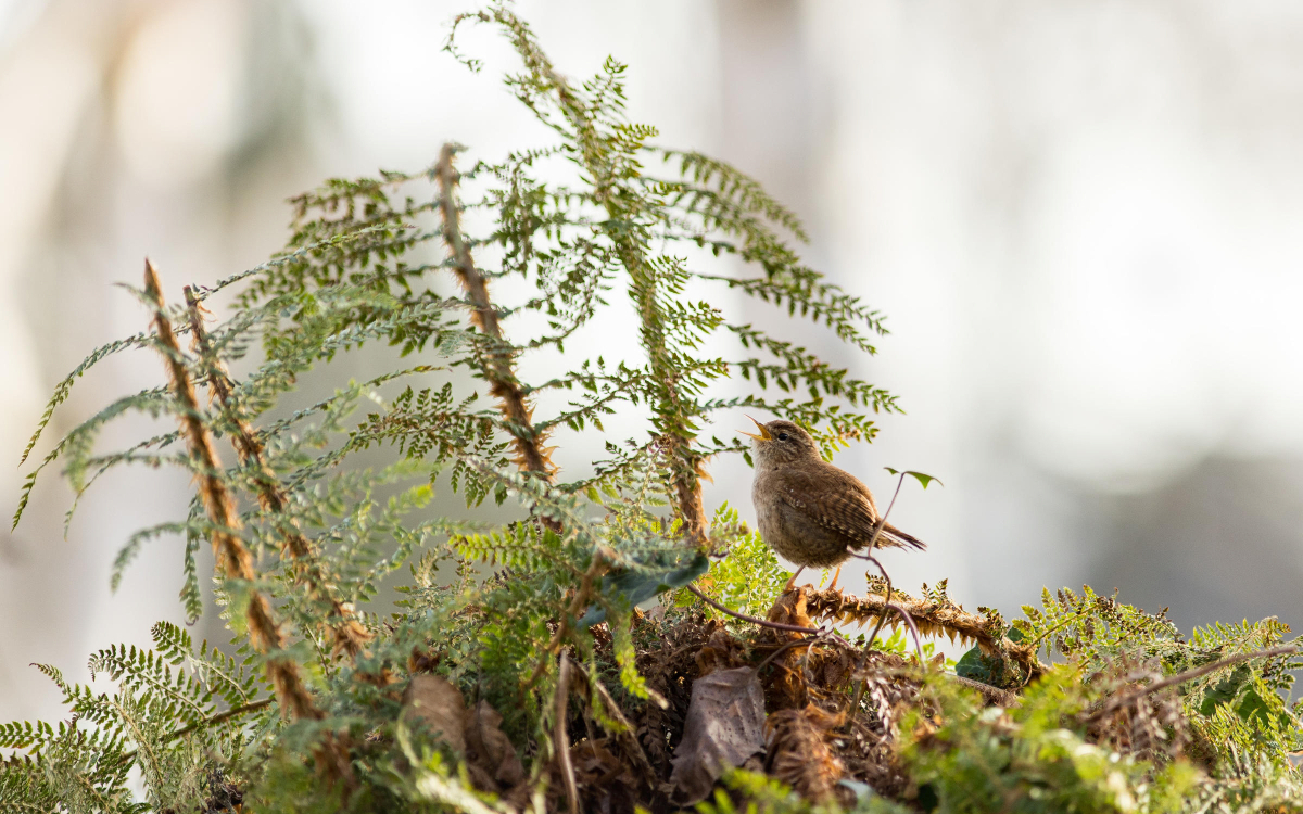 Un troglodyte mignon dans les fougères (Troglodytes troglodytes)