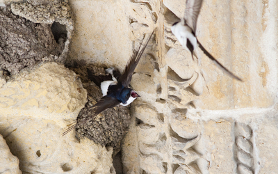 Une hirondelle de fenêtre (Delichon urbicum)