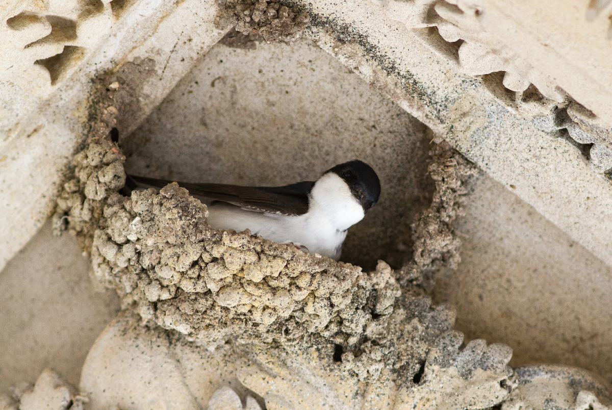Une hirondelle de fenêtre (Delichon urbicum)