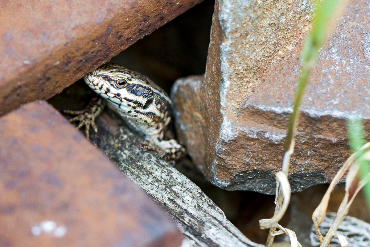 Un lézard des murailles (Podarcis muralis) caché dans la roche. 