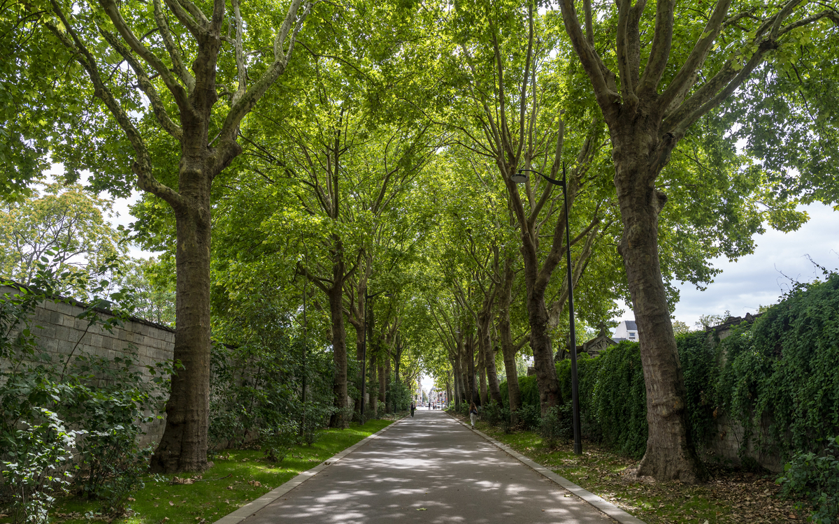 Plan large sur la rue avec alignement d'arbres et murs végétalisés