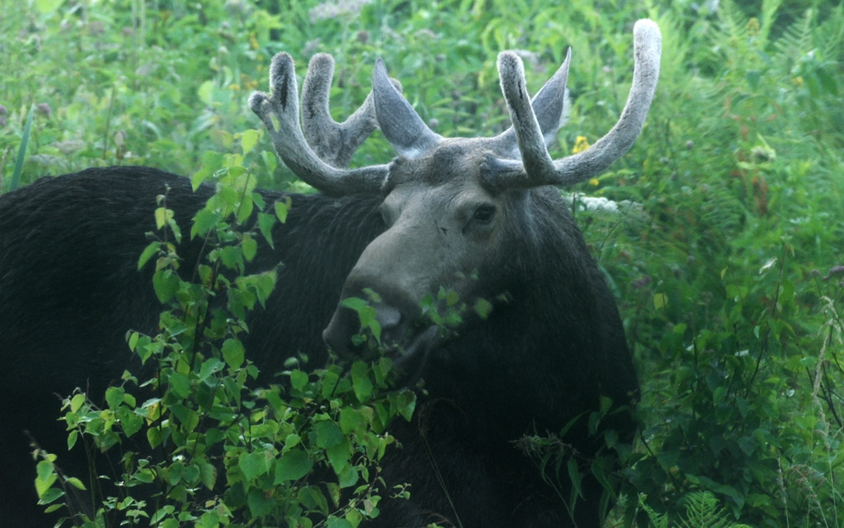 Mon Premier Festival 2025 - Dans les bois de Mindaugas Survila