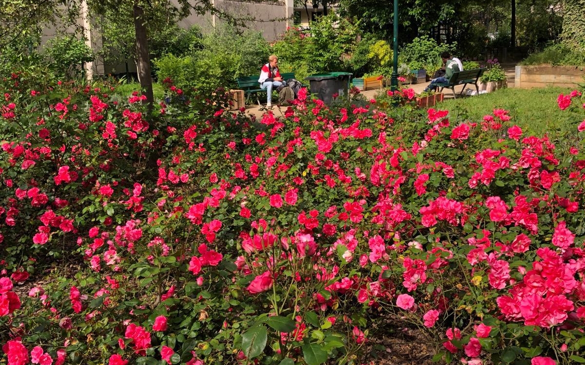 fleurs