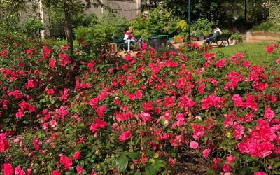 fleurs